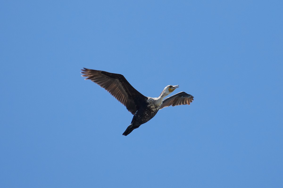 Great Cormorant - Anastasiia Pashkovskaia