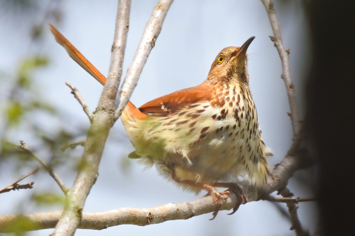 Brown Thrasher - Jarvis Shirky