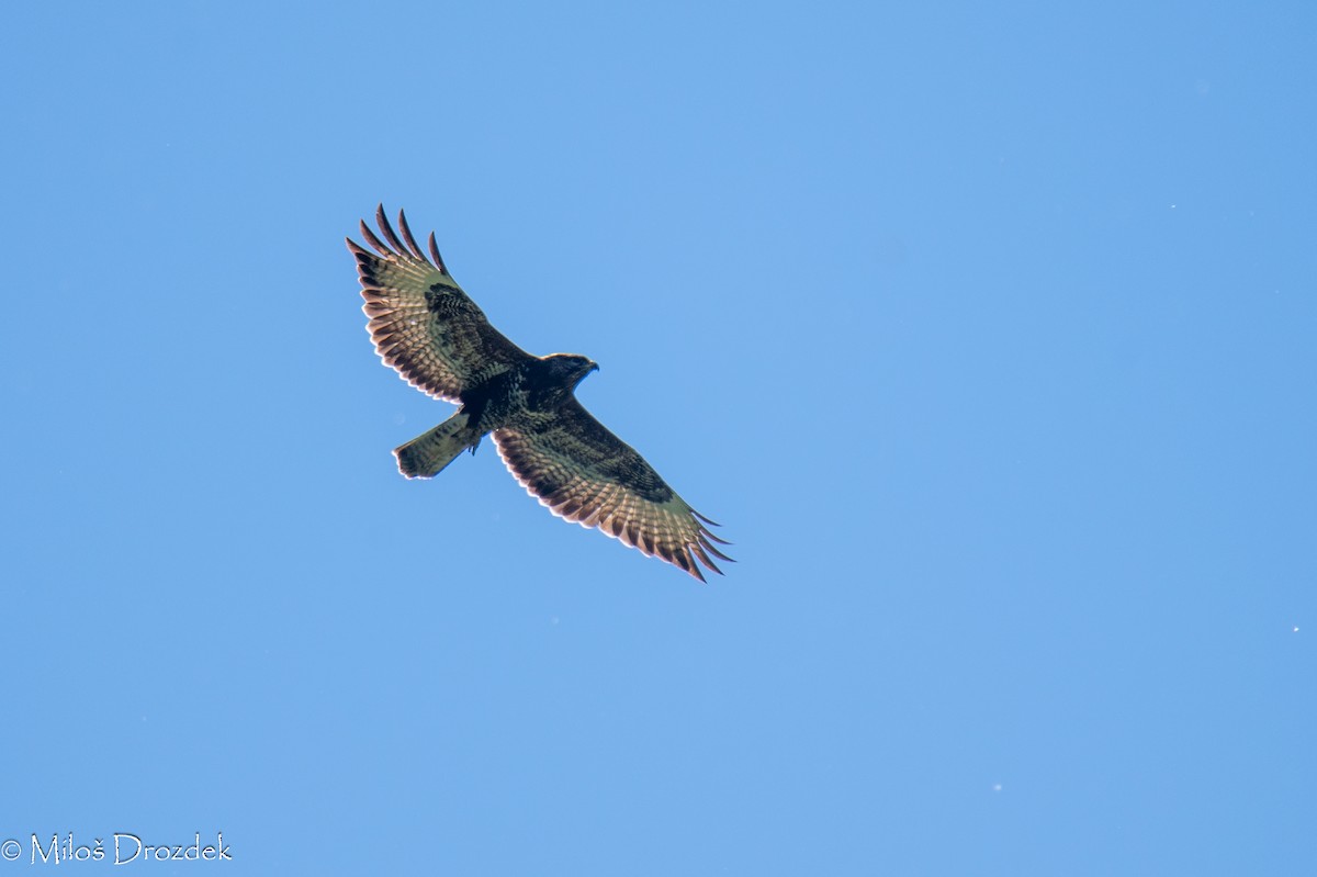 Common Buzzard - Miloš Drozdek