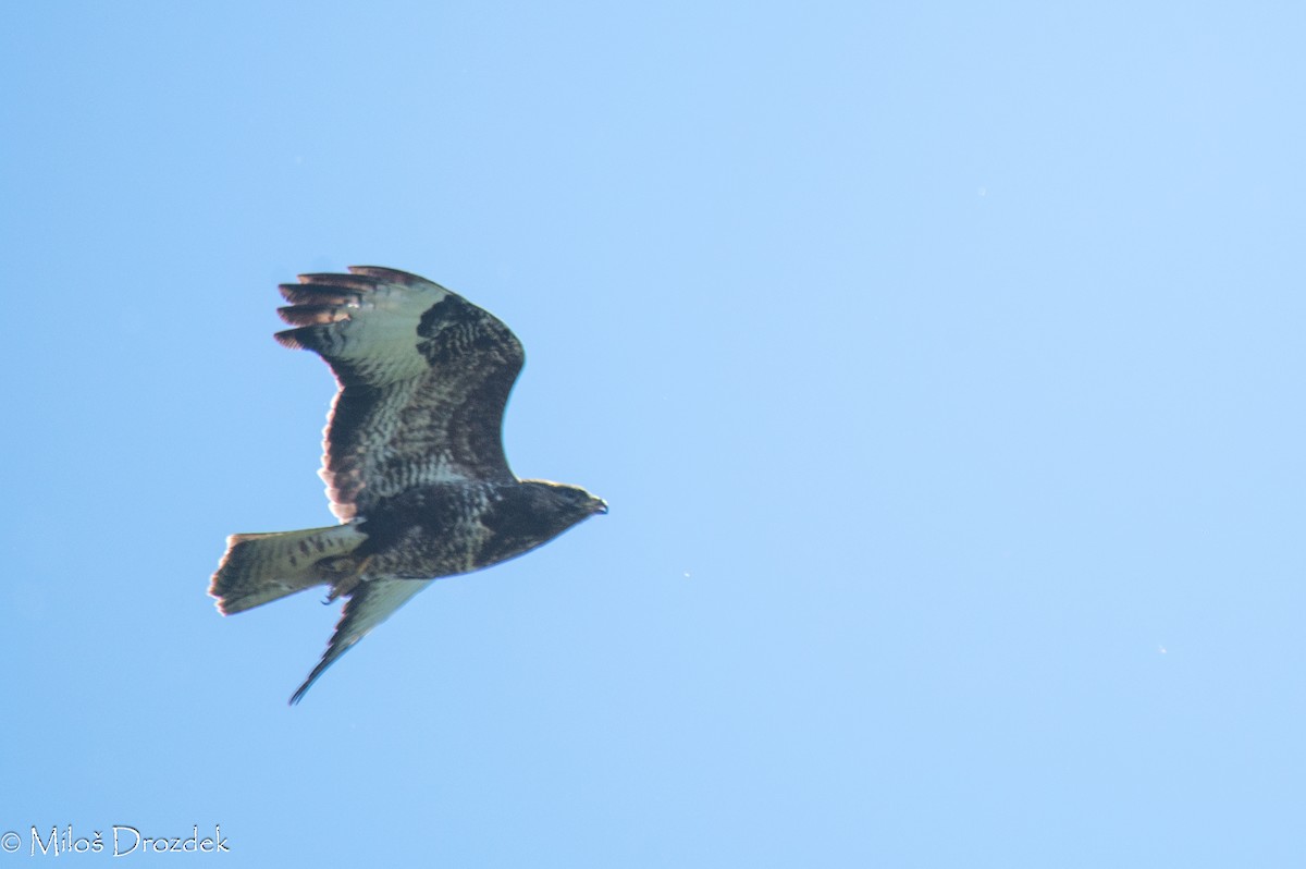 Common Buzzard - Miloš Drozdek