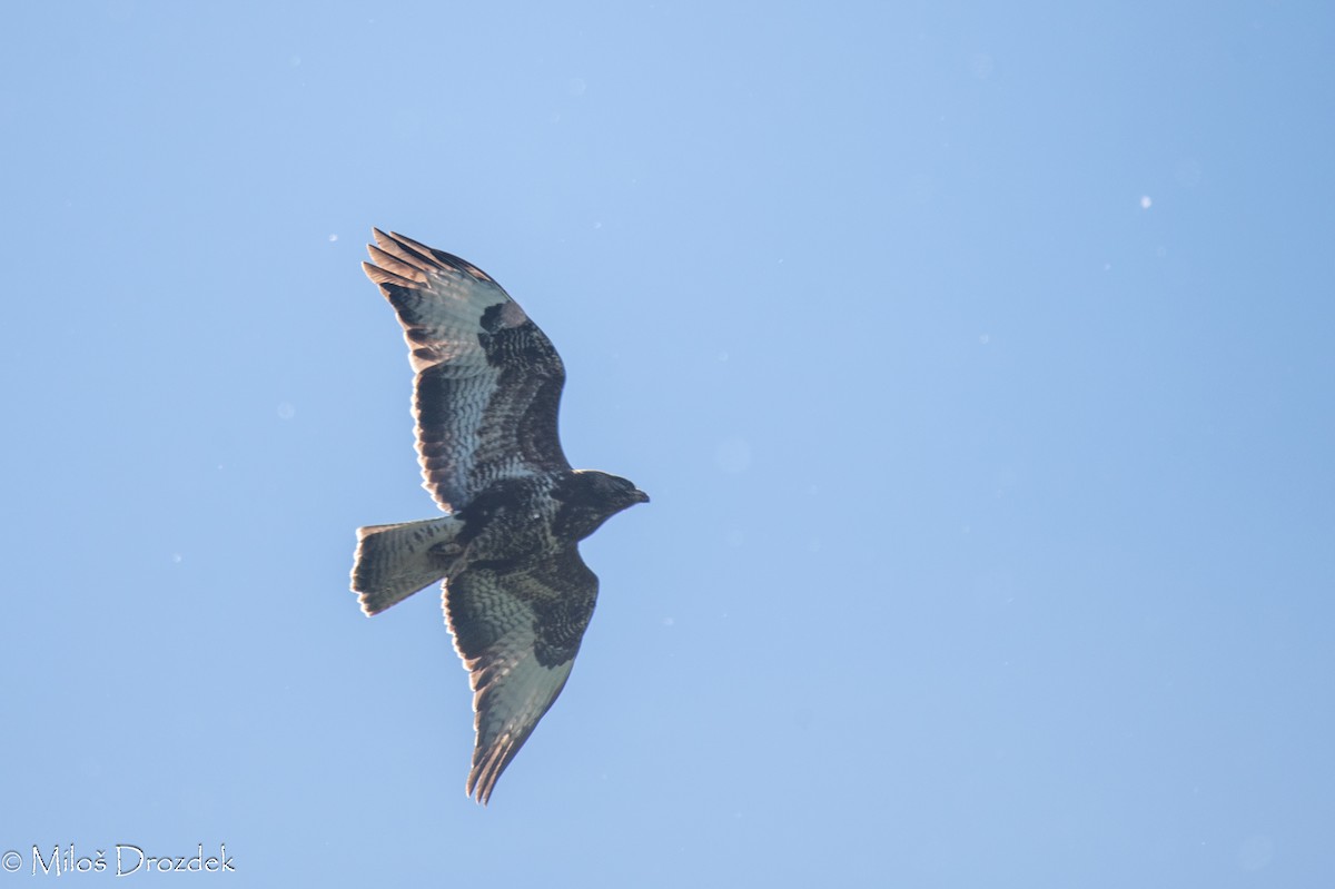 Common Buzzard - Miloš Drozdek