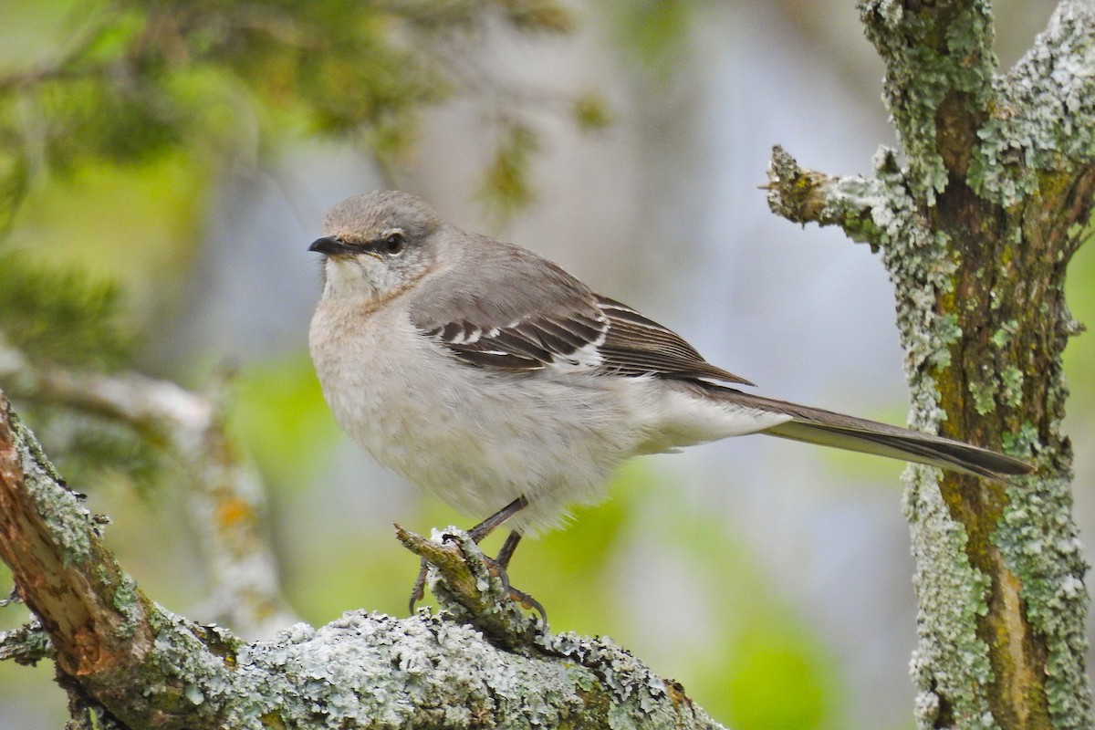 Northern Mockingbird - Jarvis Shirky