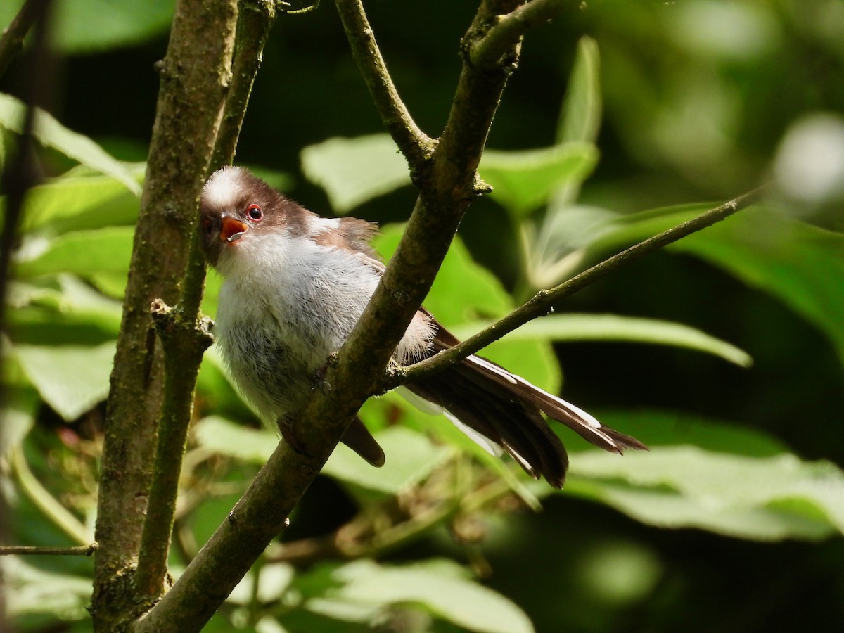 Long-tailed Tit - ML619452572