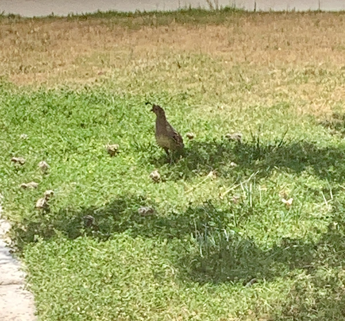 Gambel's Quail - Anonymous