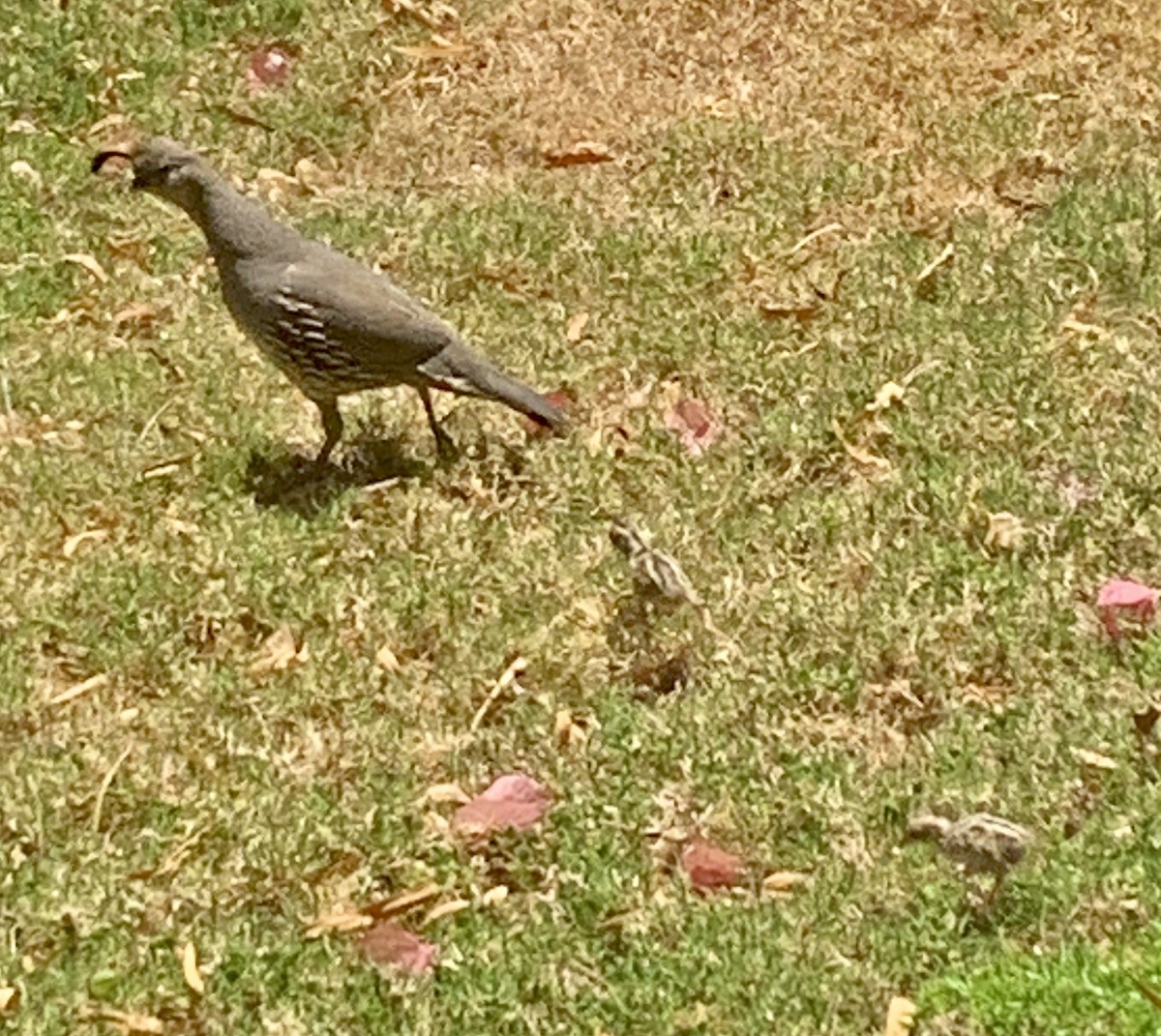 Gambel's Quail - Anonymous