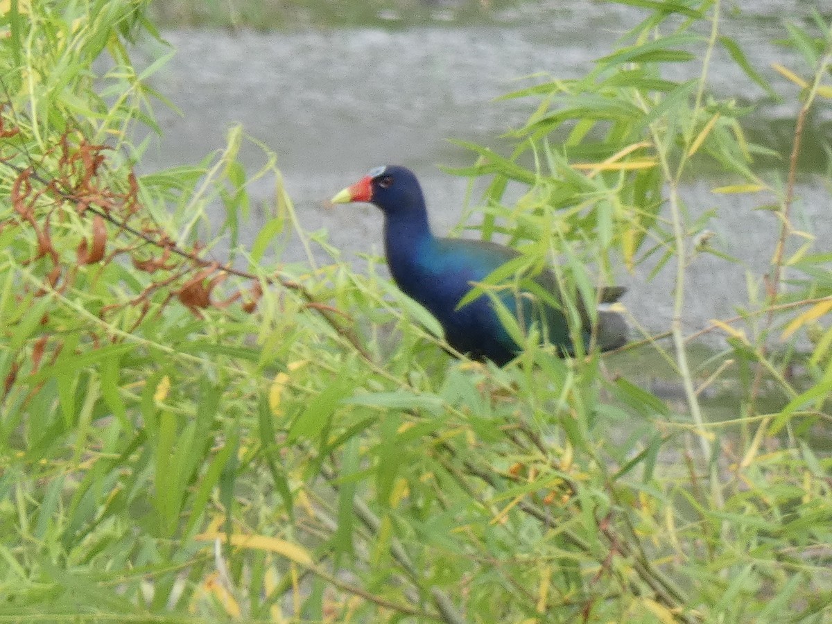 Purple Gallinule - ML619452599