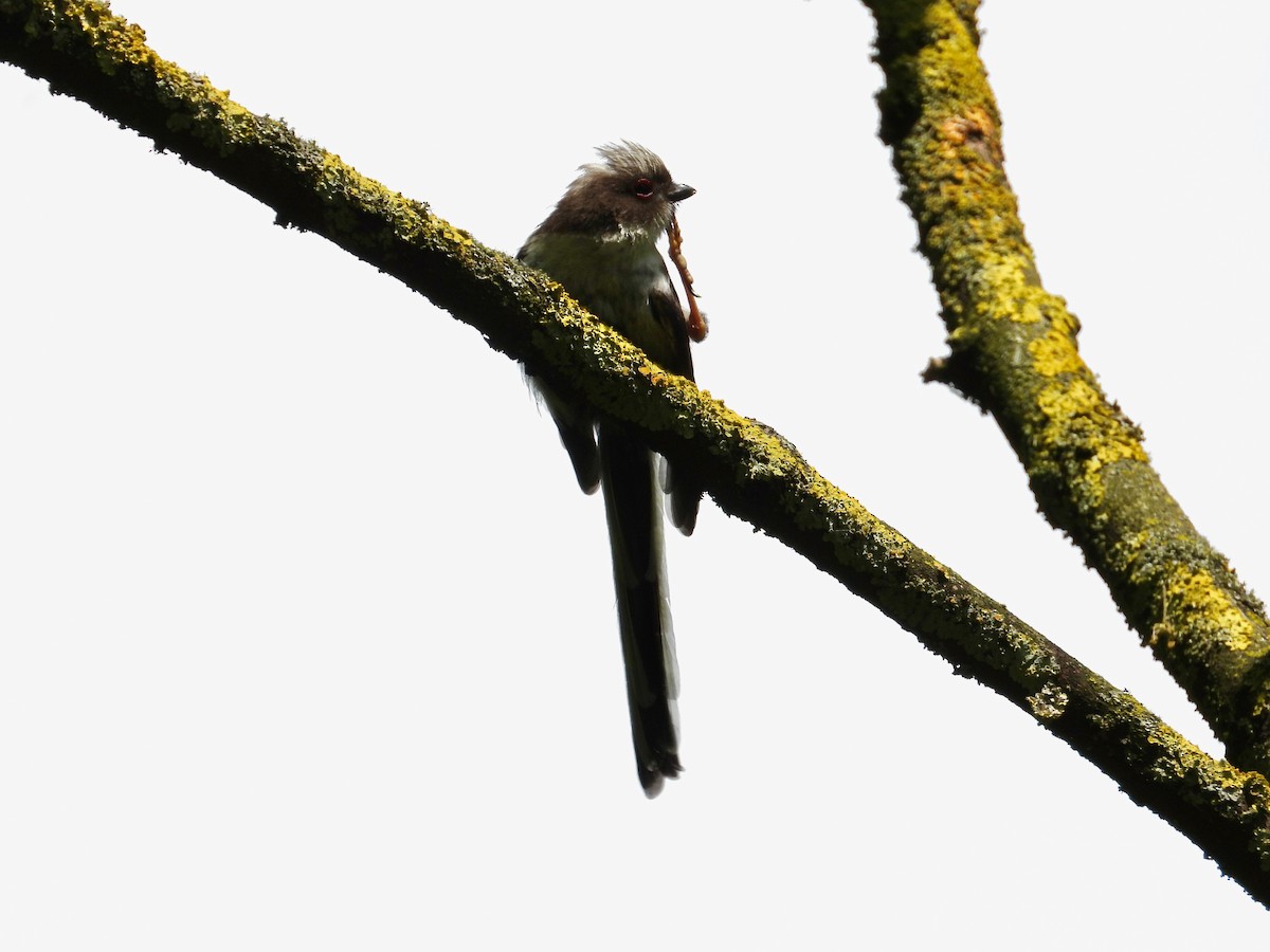Long-tailed Tit - Will Kirby