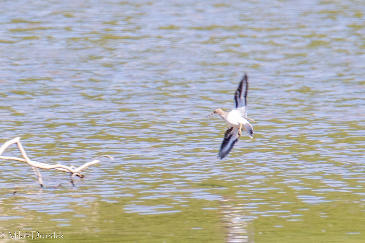 Common Sandpiper - Miloš Drozdek