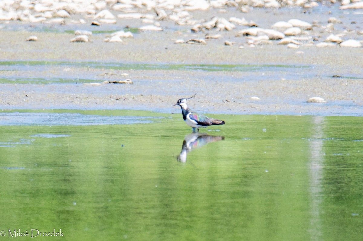 Northern Lapwing - Miloš Drozdek