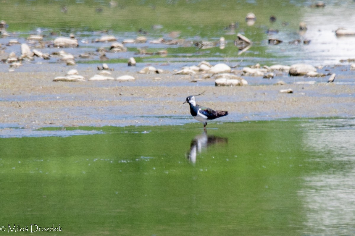 Northern Lapwing - Miloš Drozdek