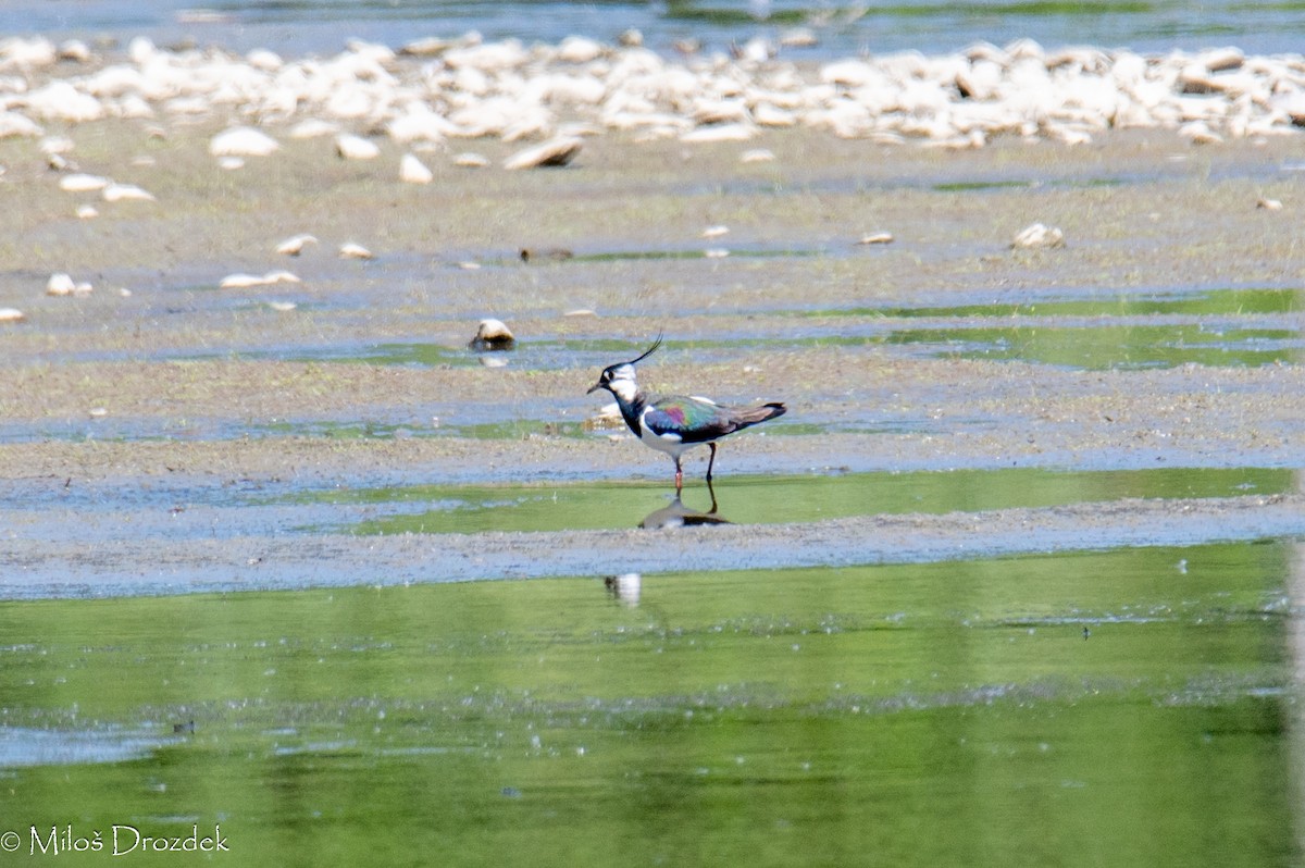 Northern Lapwing - Miloš Drozdek