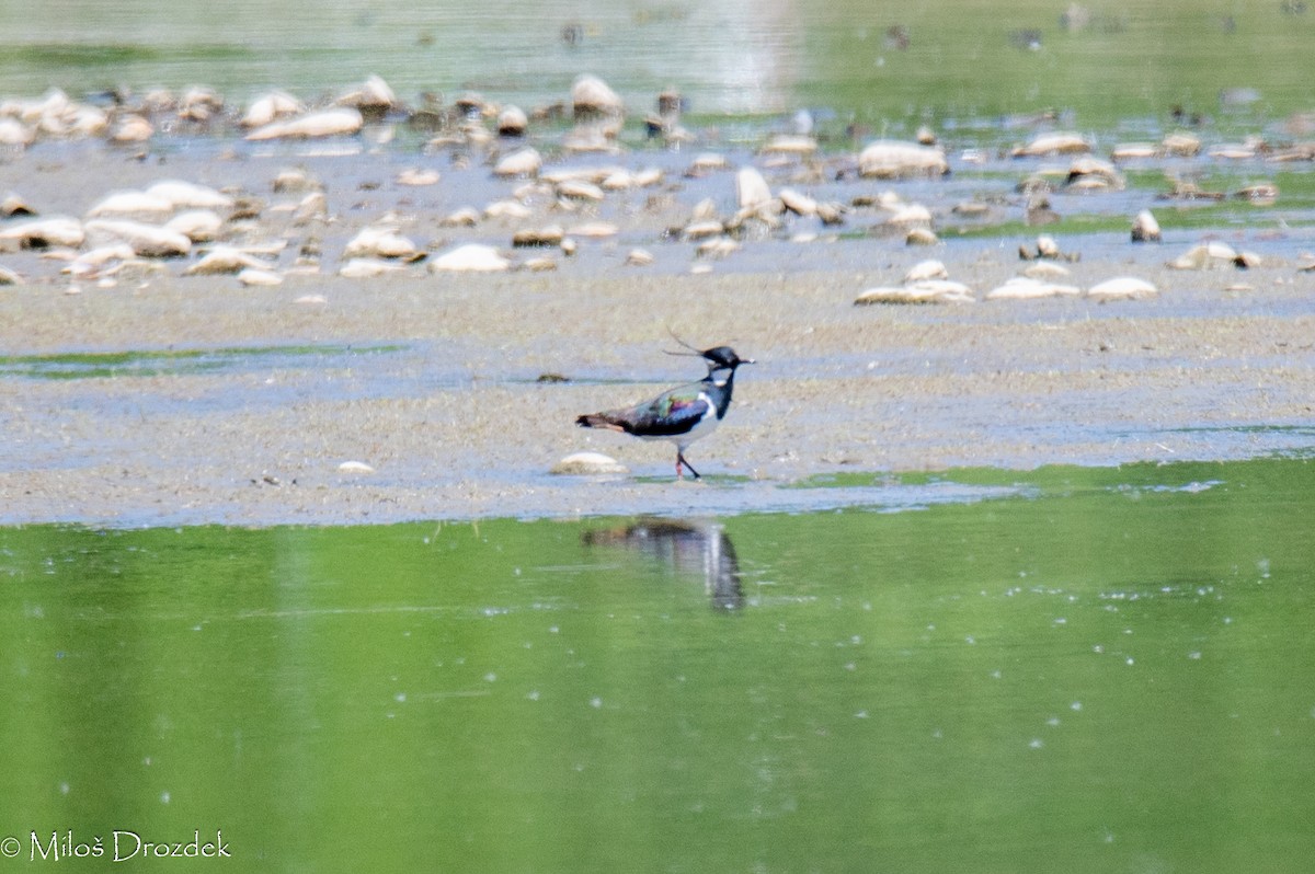 Northern Lapwing - Miloš Drozdek