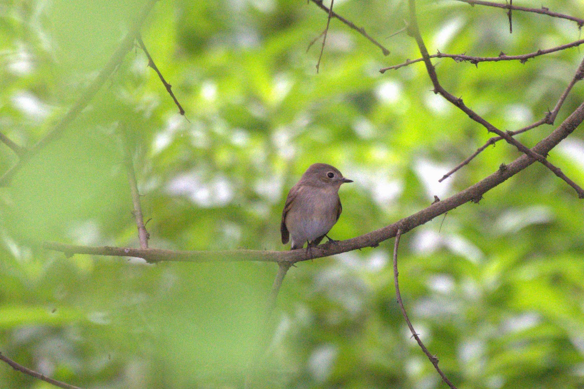 Taiga Flycatcher - Sathish Ramamoorthy