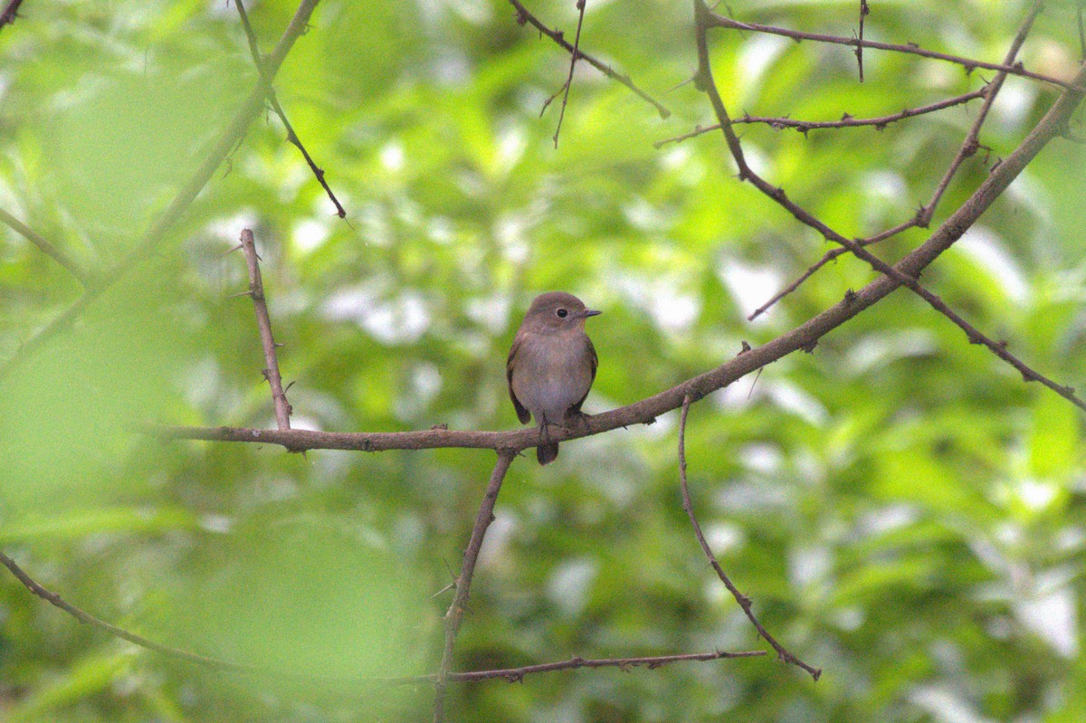 Taiga Flycatcher - Sathish Ramamoorthy