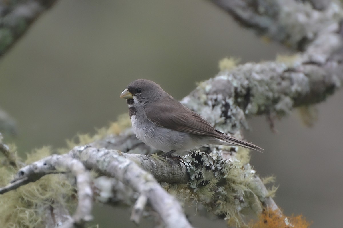 Double-collared Seedeater - Fábio Luís Mello