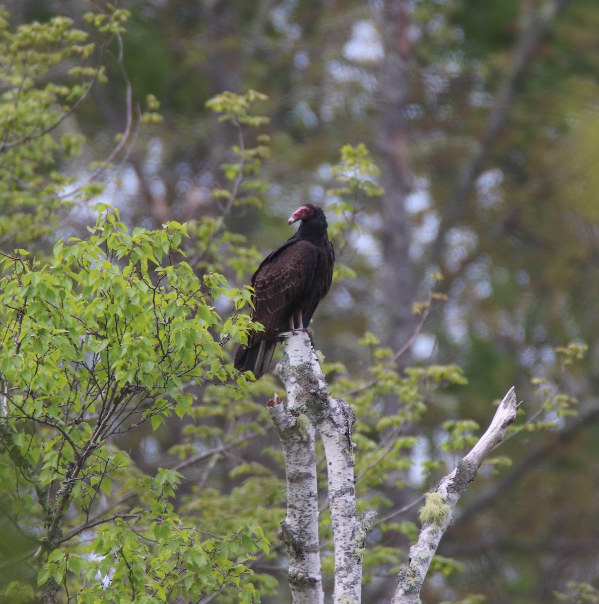 Turkey Vulture - ML619452647