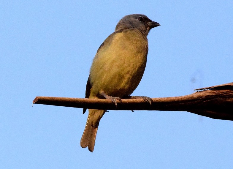 Yellow-winged Tanager - ML619452648