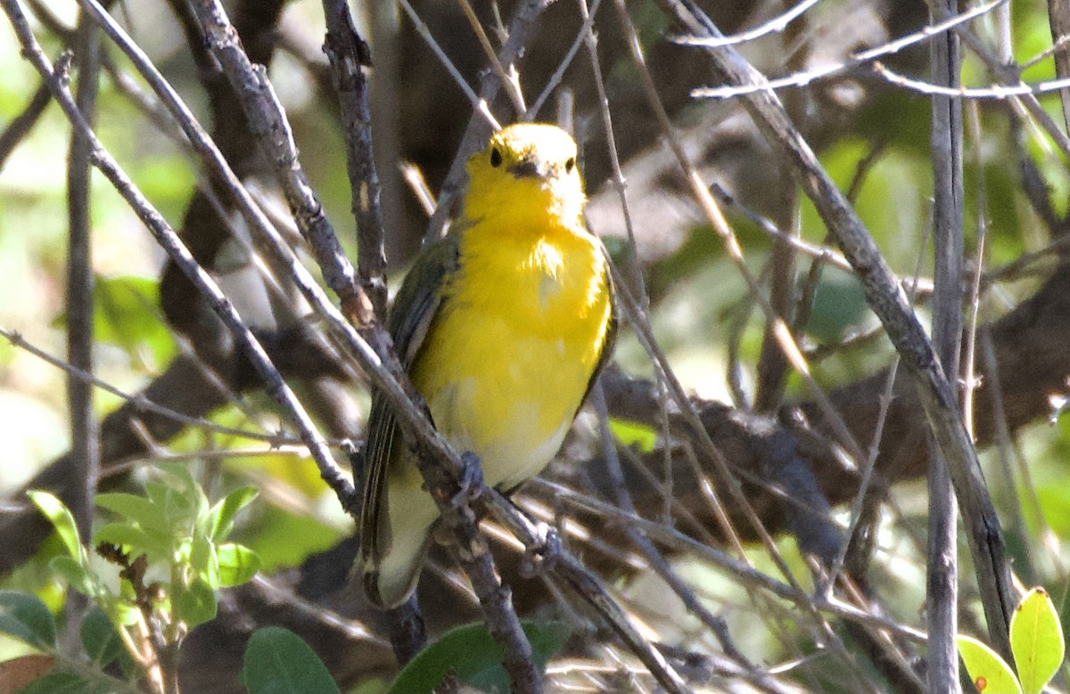 Prothonotary Warbler - Pauline Yeckley