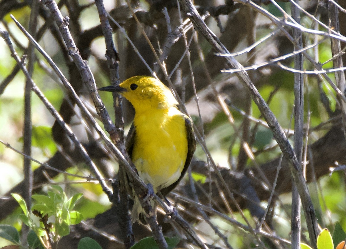 Prothonotary Warbler - Pauline Yeckley