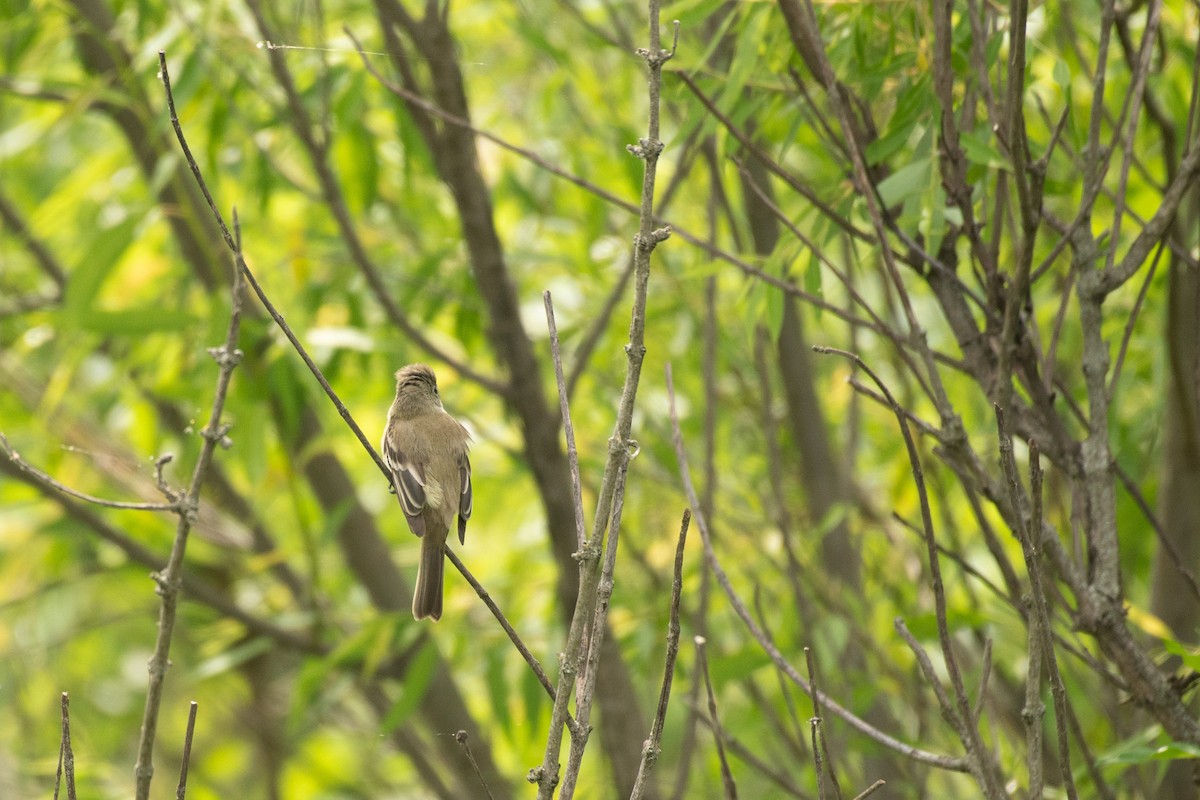 Acadian Flycatcher - Chad Remley