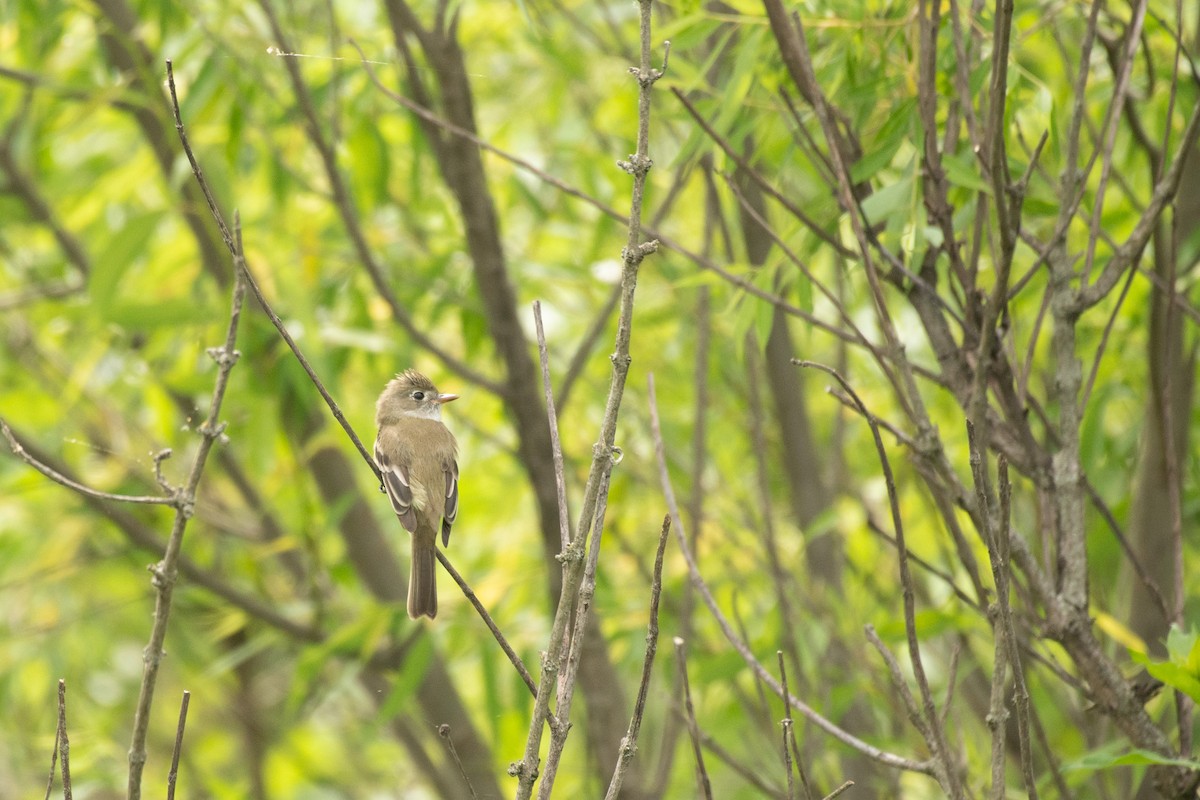 Acadian Flycatcher - Chad Remley