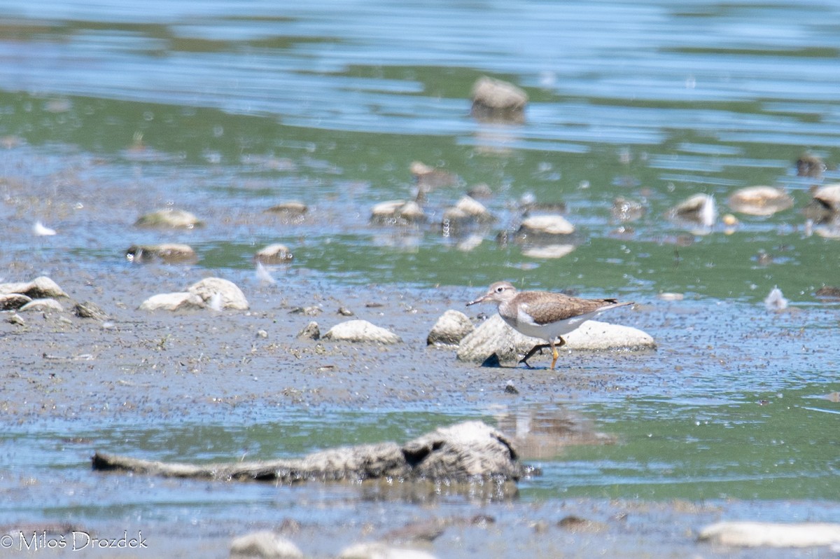 Common Sandpiper - Miloš Drozdek