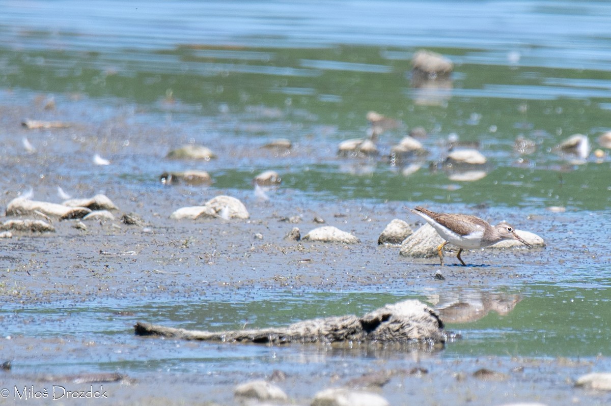 Common Sandpiper - Miloš Drozdek