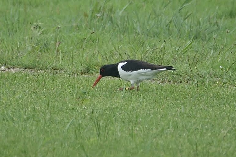 Eurasian Oystercatcher - AC Verbeek