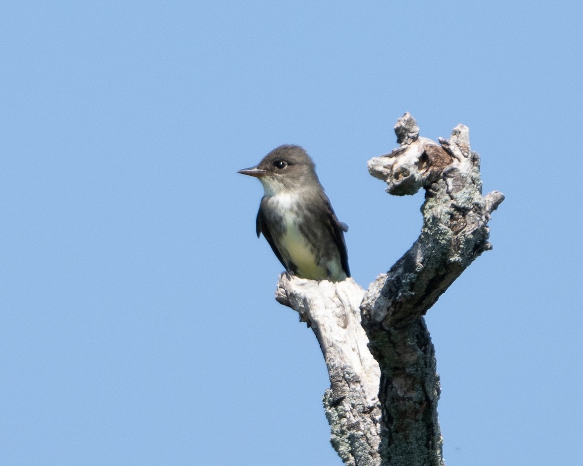 Olive-sided Flycatcher - Anthony Kaduck