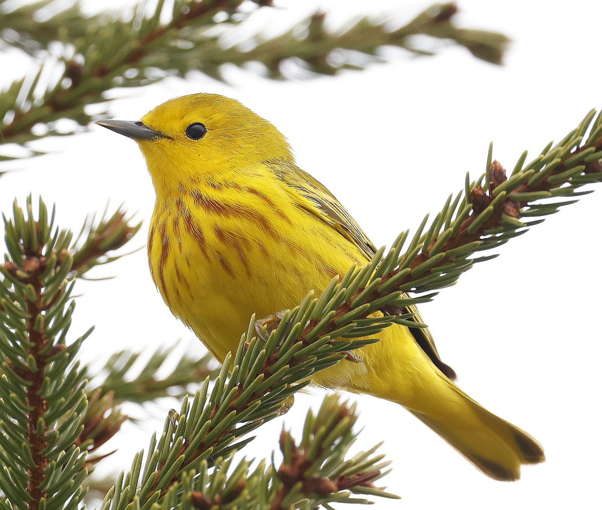 Yellow Warbler - Charles Fitzpatrick