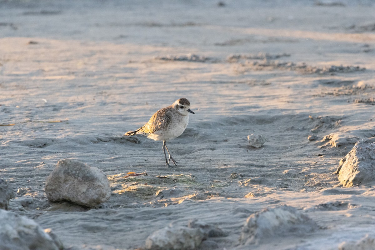 American Golden-Plover - Anne Heyerly