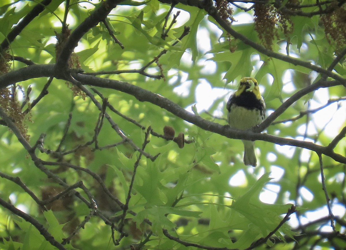 Black-throated Green Warbler - ML619452684