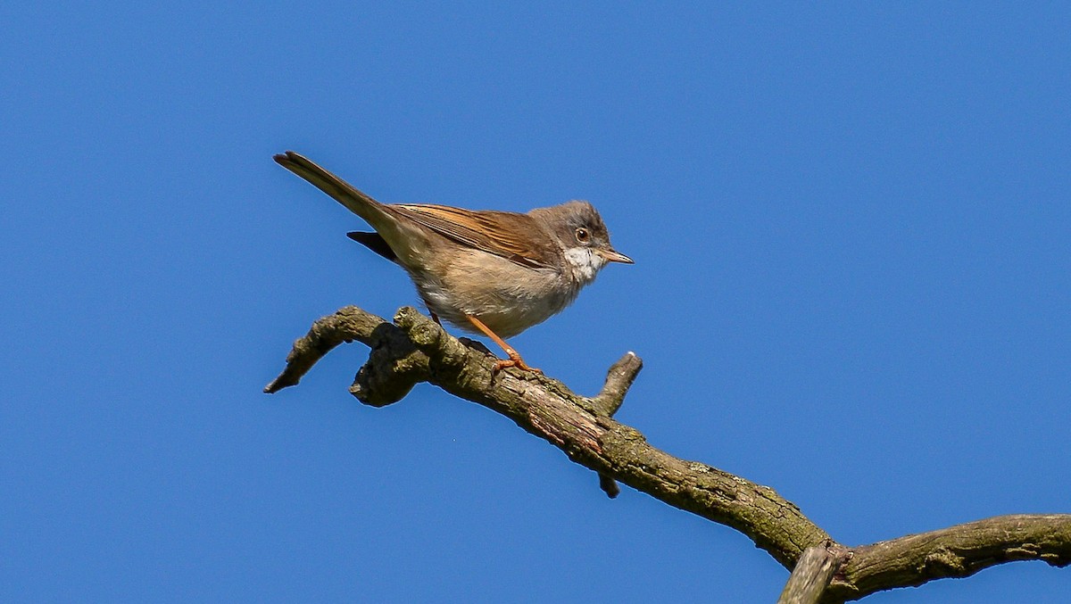 Greater Whitethroat - Theo de Clermont
