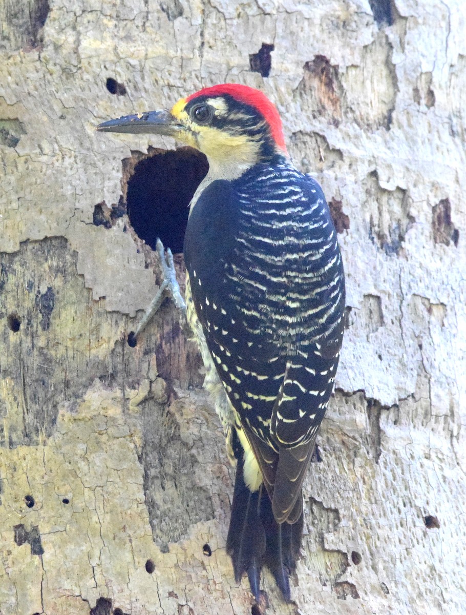 Black-cheeked Woodpecker - ML619452688