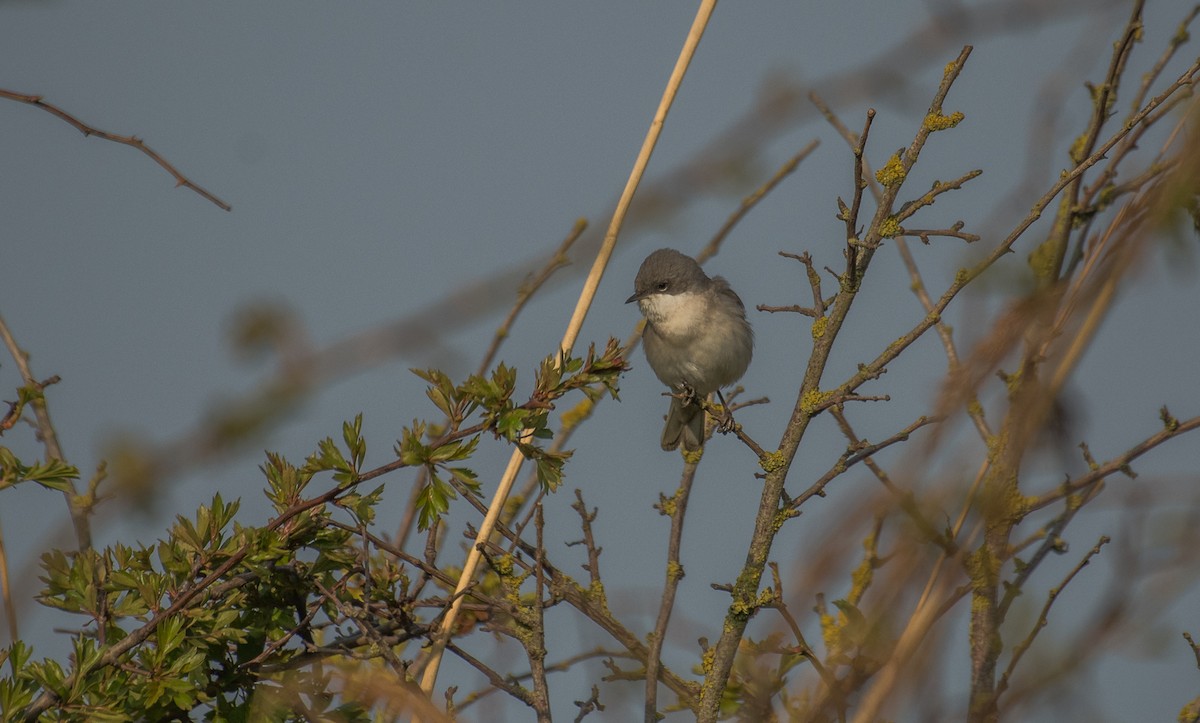 Lesser Whitethroat - Theo de Clermont