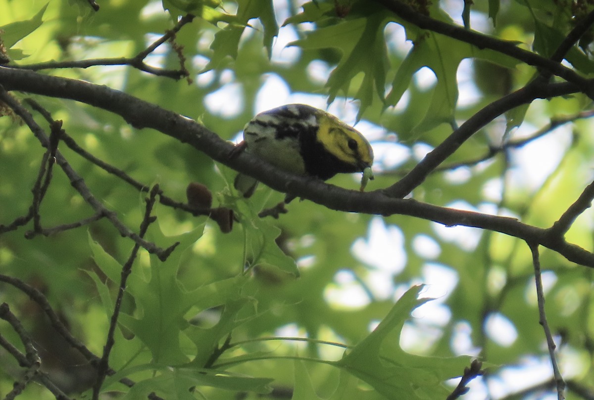 Black-throated Green Warbler - ML619452694