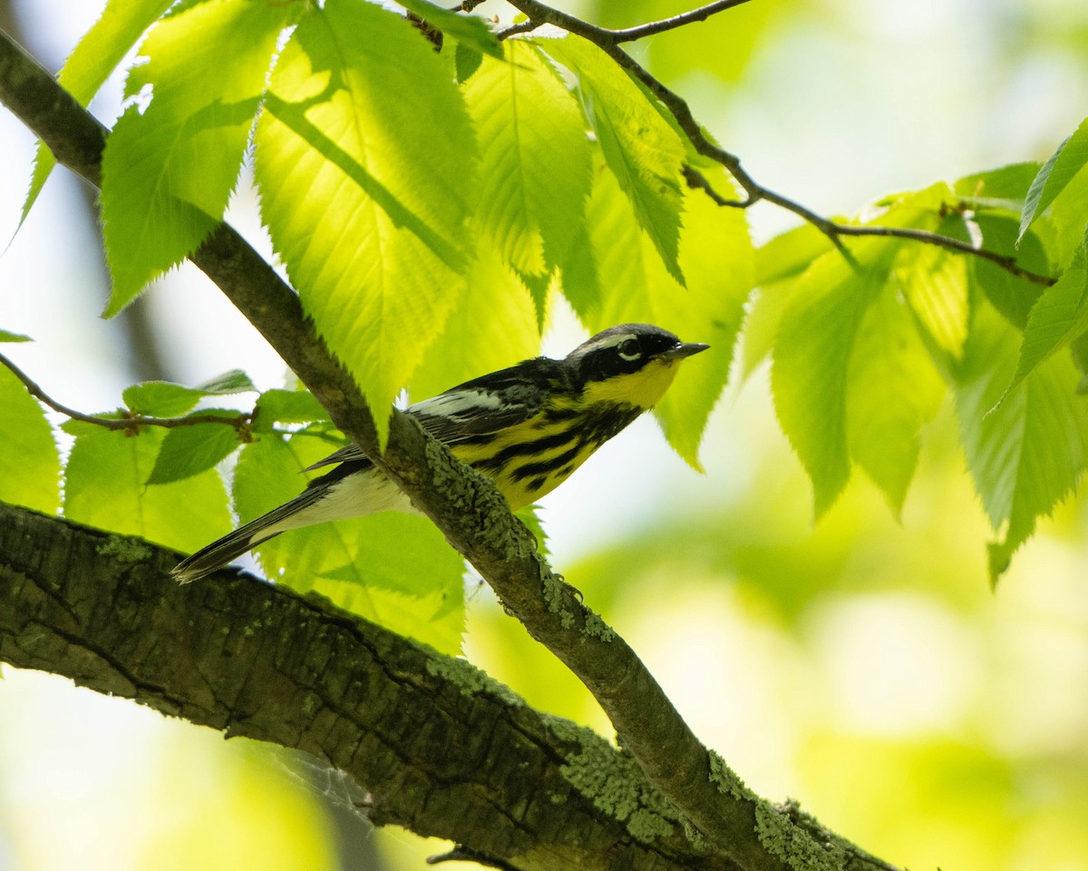 Magnolia Warbler - Anthony Kaduck