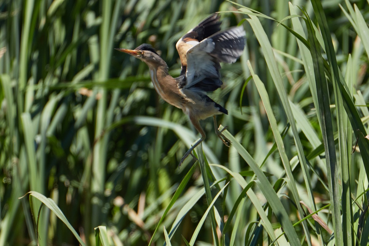 Little Bittern - Anastasiia Pashkovskaia