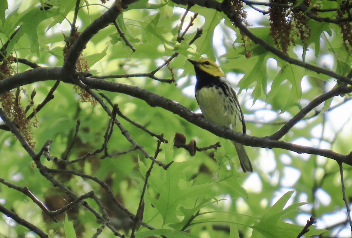 Black-throated Green Warbler - ML619452701