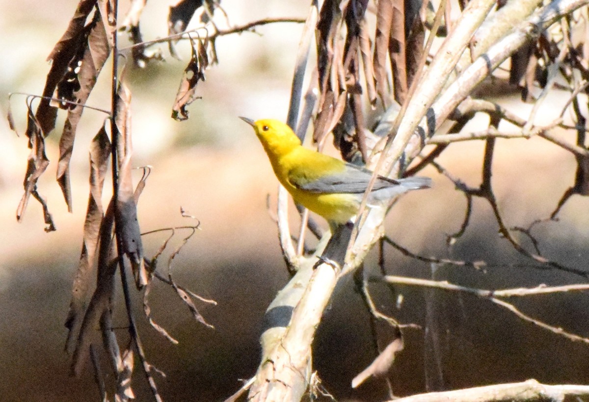 Prothonotary Warbler - ML619452710