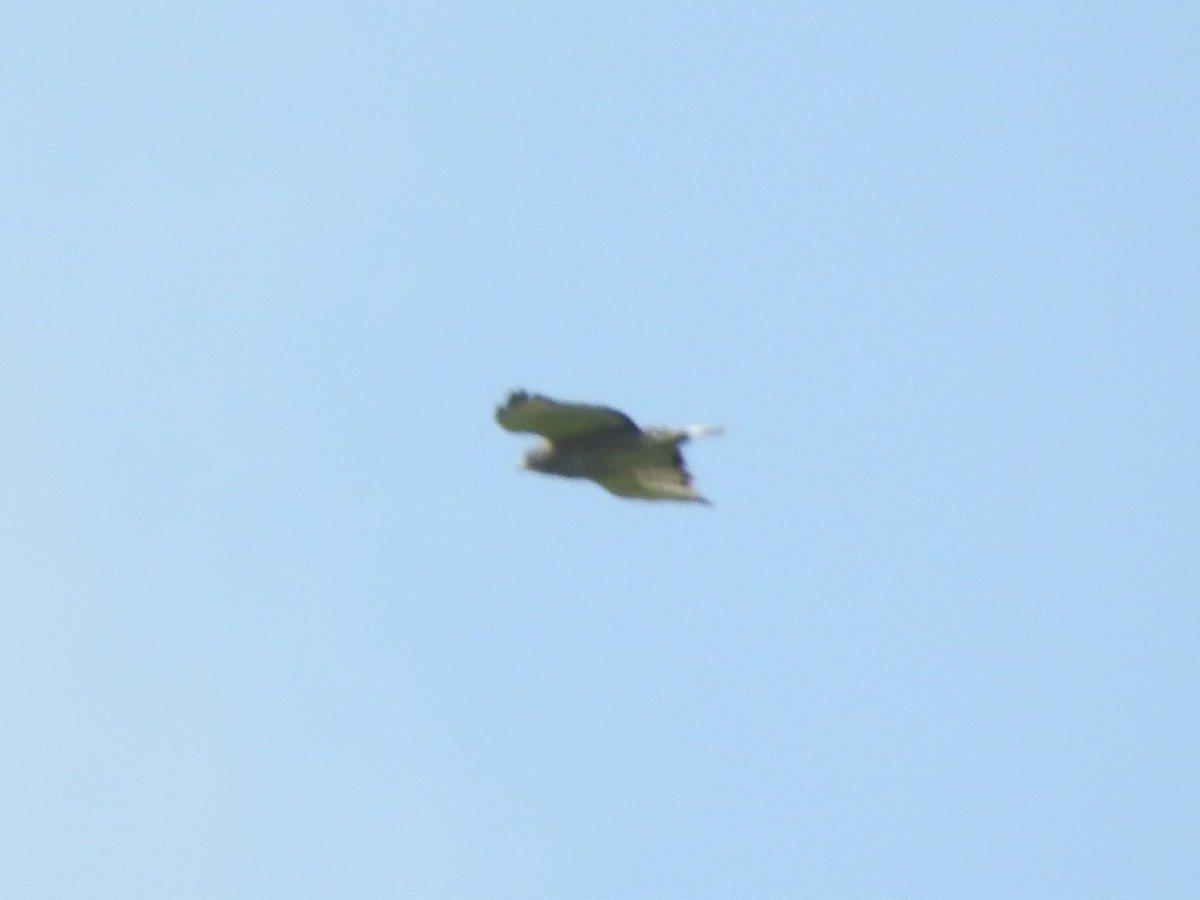 Broad-winged Hawk - Mike Ferguson