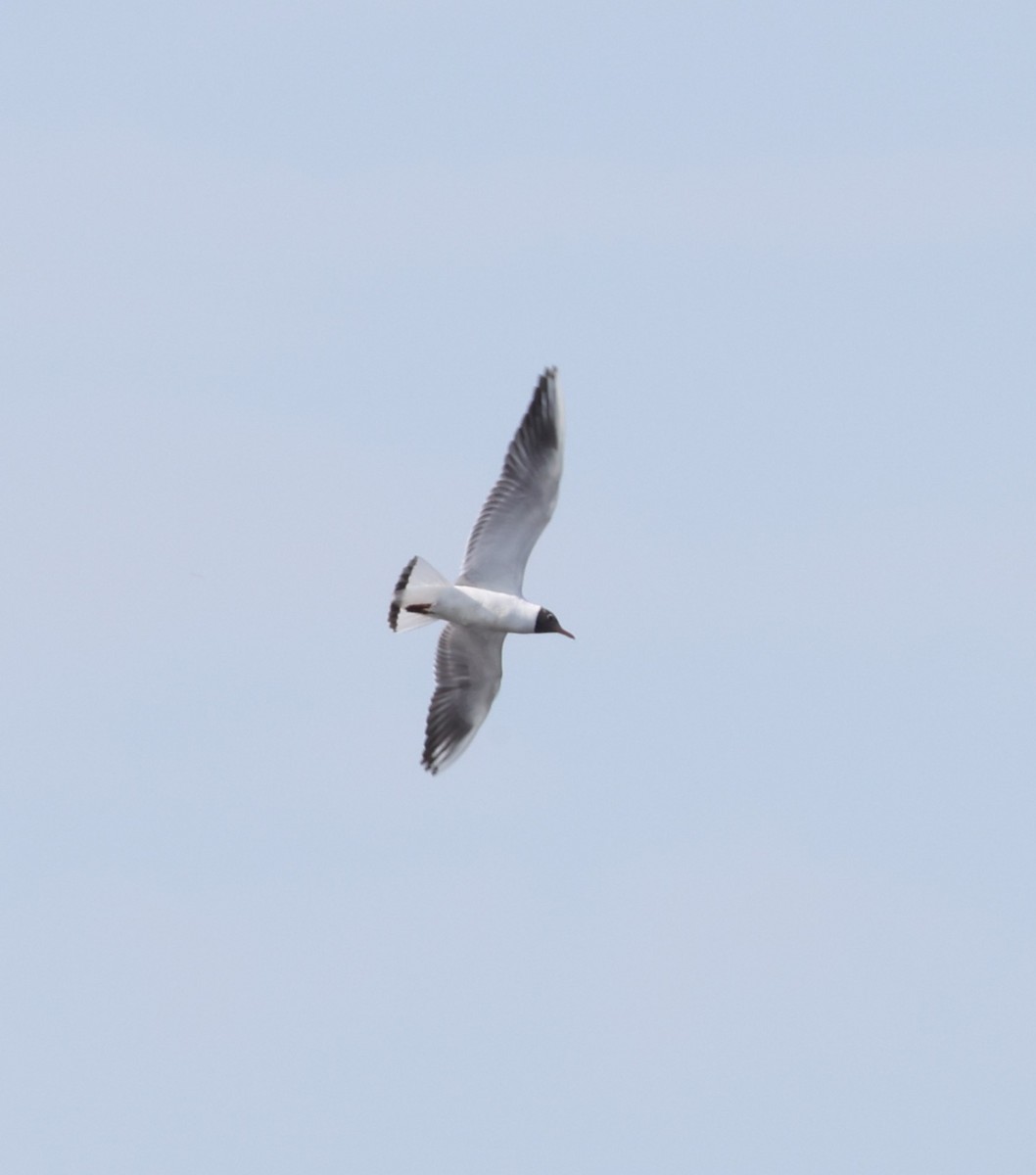 Mouette rieuse - ML619452714