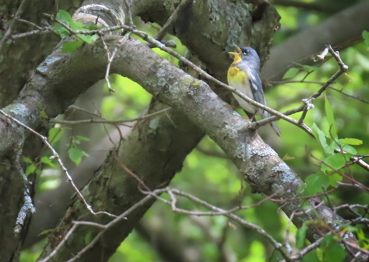 Northern Parula - ML619452718