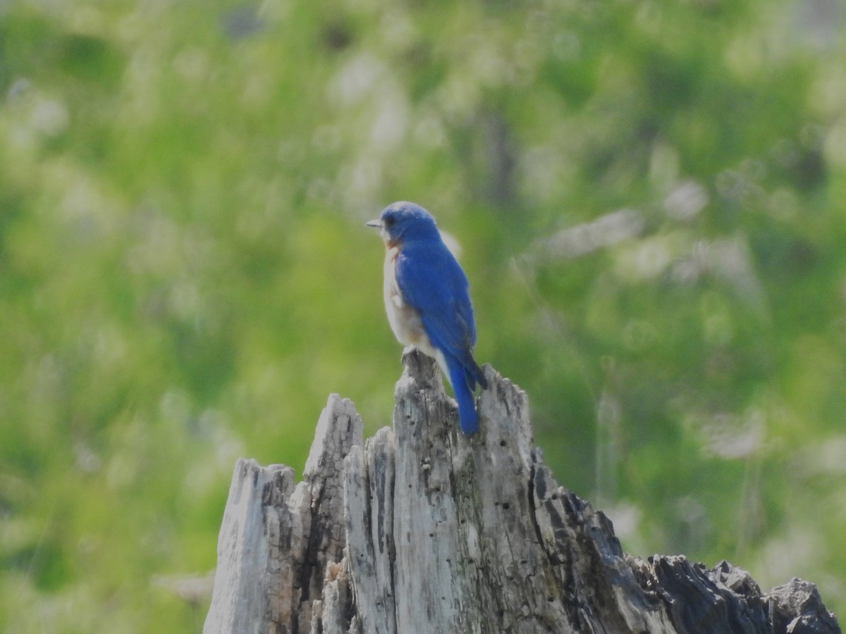 Eastern Bluebird - Mike Ferguson