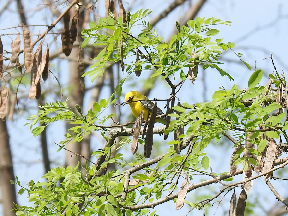 Blue-winged Warbler - Mike Ferguson