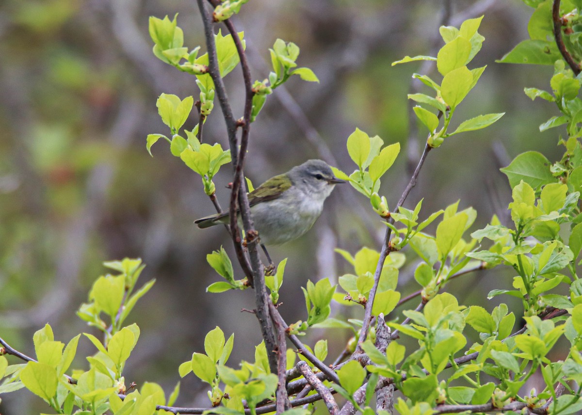 Tennessee Warbler - Zachary Holderby