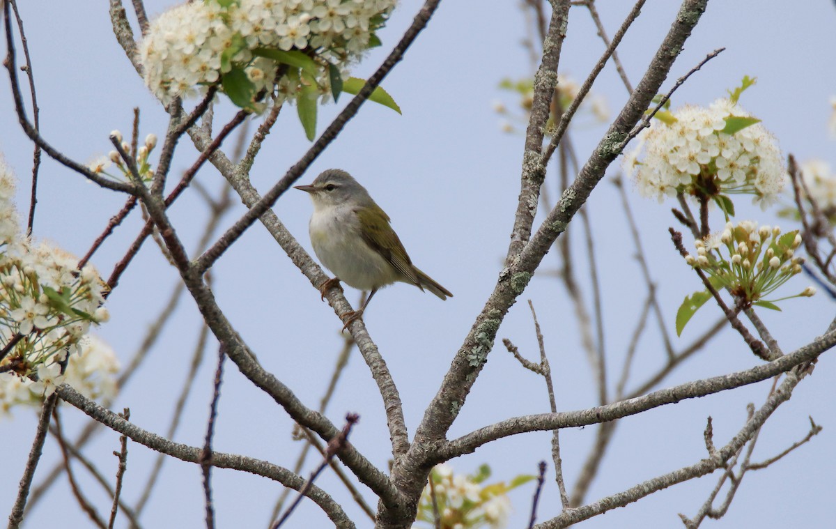 Tennessee Warbler - Zachary Holderby