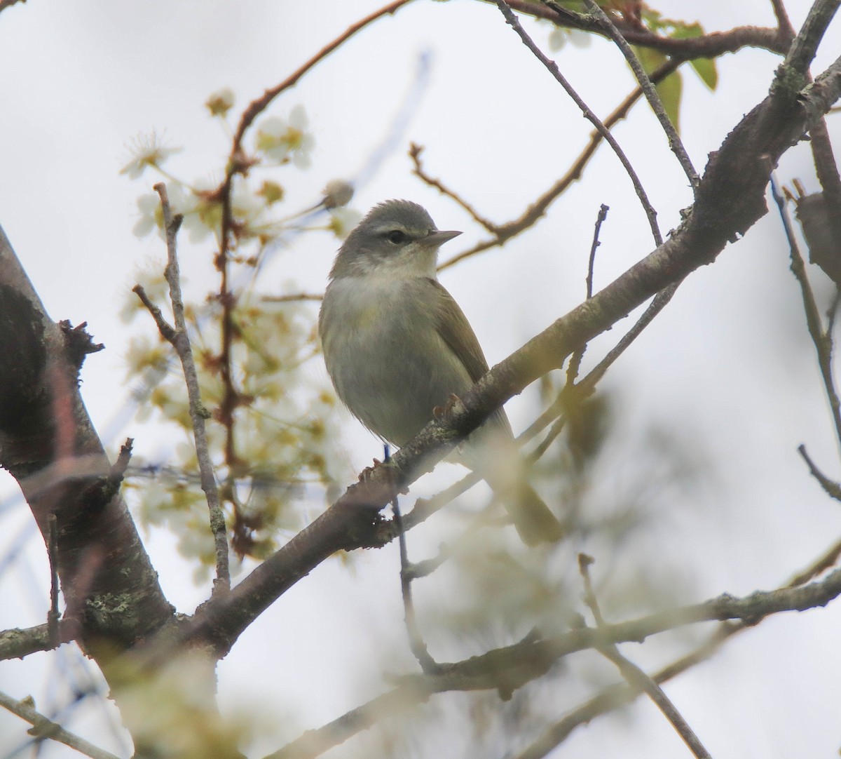 Tennessee Warbler - Zachary Holderby