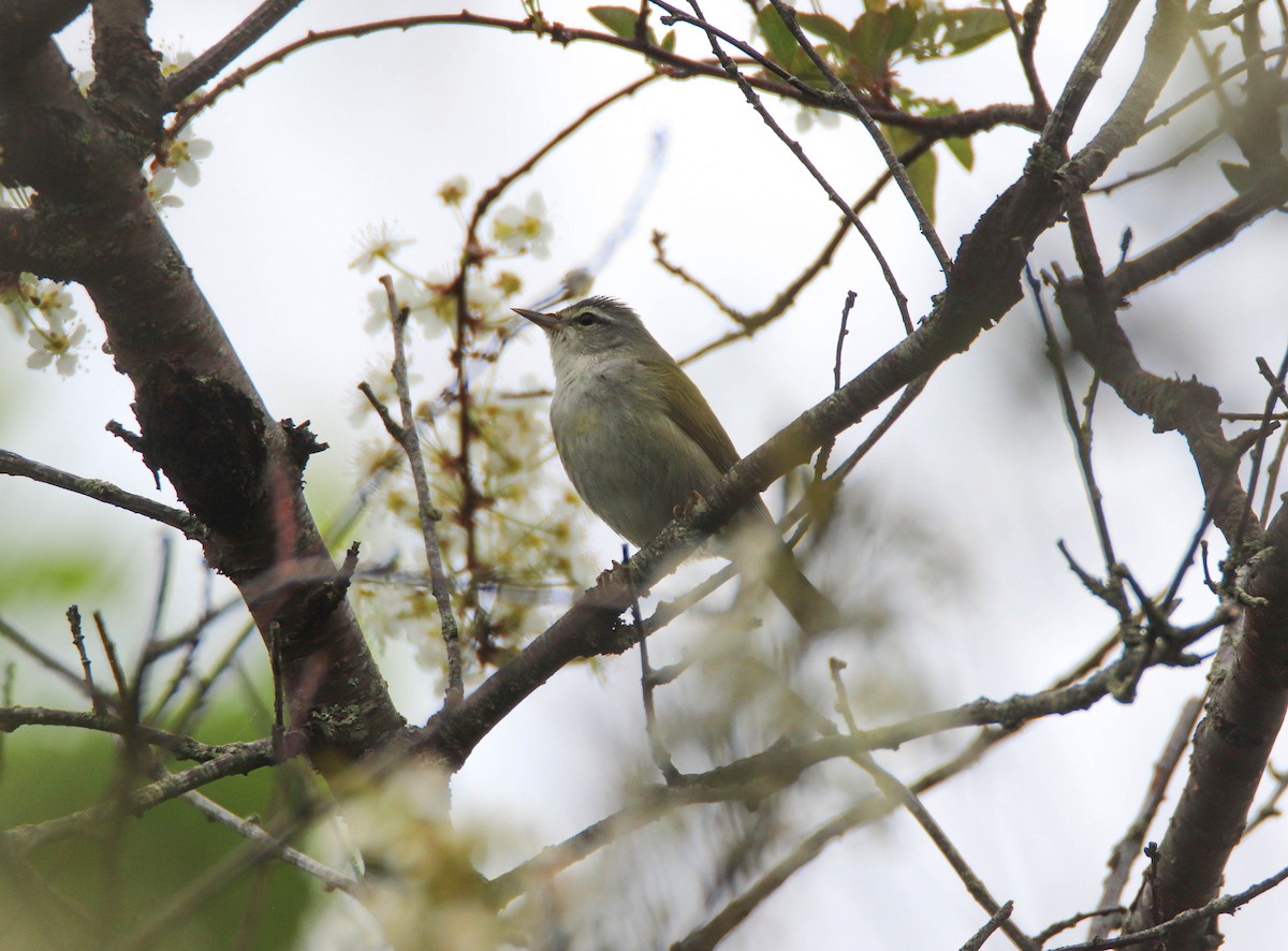 Tennessee Warbler - Zachary Holderby