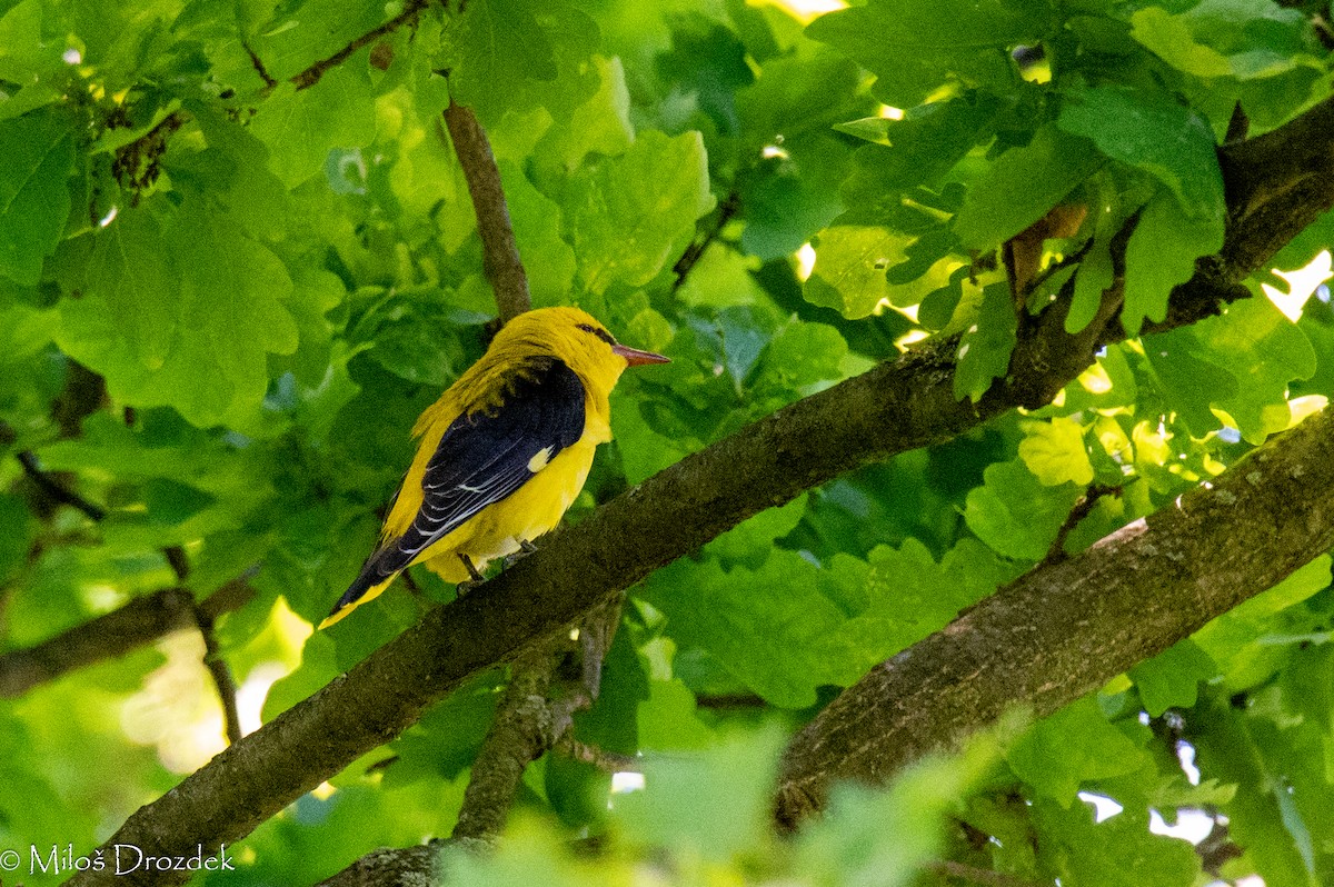 Eurasian Golden Oriole - Miloš Drozdek